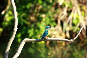 枝に留まるカワセミのオス