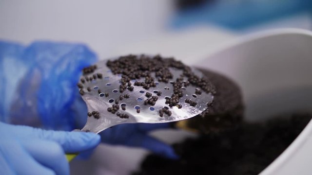 Cooking black caviar at the factory. Black caviar. Sturgeon caviar. Packing of black caviar.