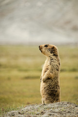 Naklejka na ściany i meble Himalayan Marmot standing in the area of Pangong lake