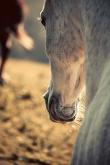Close up of the head and muzzle of a beautiful white arab horse, from behind. Soft light, almost sunset, freedom concept.