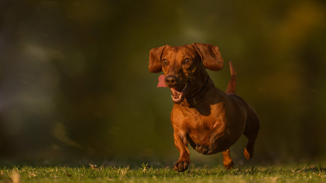 dog in the park