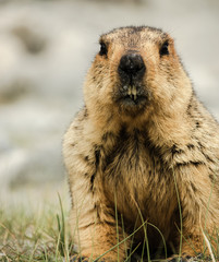 Portrait of Himalayan Marmot sitting in the area of Pangong lake