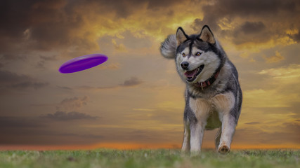 siberian husky in the forest