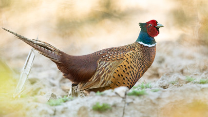 Fasan Hahn auf einem Acker