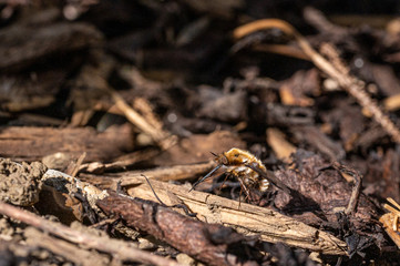 Dark-edged bee-fly, Bombylius major, washing proboscis against background of wood bark