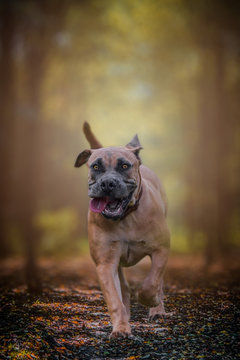 dog in the park