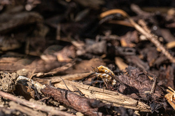 Dark-edged bee-fly, Bombylius major, washing proboscis against background of wood bark