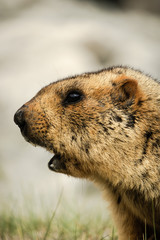 Portrait of Himalayan Marmot in the area of Pangong lake