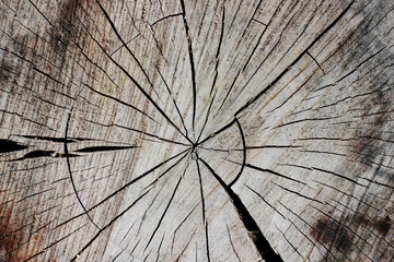 Round tree cut texture background