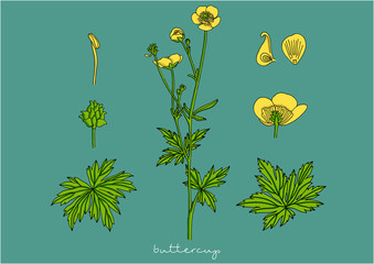Vector Illustration of Flowers, Buttercup