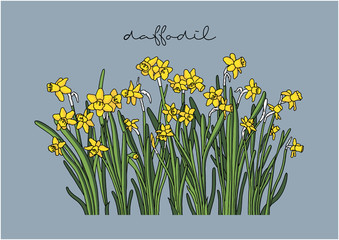 Vector Illustration of Flowers, Daffodil