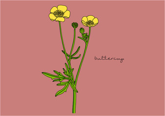 Vector Illustration of Flowers, Buttercup