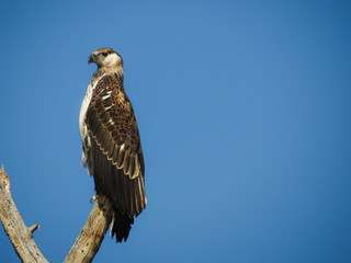Juvenile African Fish Eagle sitting on a branch against the blue sky