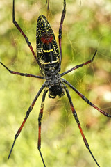 Red legged golden orb weaver spider female - Nephila inaurata madagascariensis, resting on her nest, view from under, blurred bushes in background
