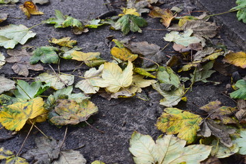 barwne liście klonu jesienią