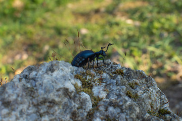 Meloe violaceus