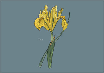 Vector Illustration of Flowers, Yellow Iris