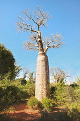 Fototapeta na wymiar Forest with small baobab and octopus trees, bushes and grass growing on red dusty ground