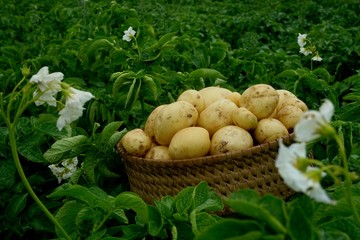 Harvesting new potatoes in a wicker basket on a green potato field. Ecological farm in latvia                