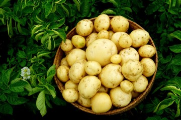 Harvesting new potatoes in a wicker basket on a green potato field. Ecological farm in latvia                