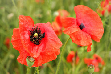 Bright red wild poppies growing in filed of unripe green wheat, detail on flowers in bloom