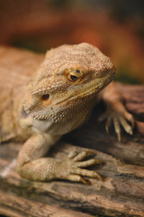 Close up of Bearded dragon (Pogona Vitticeps).