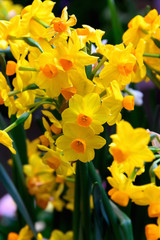 Obraz na płótnie Canvas Yellow daffodil on a green background. Spring flower daffodil close- up in the garden.