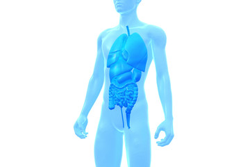 Human Body, Internal Organ, Medical 3D Model