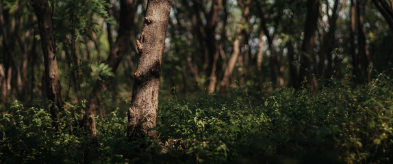 Fototapeta premium Tree trunk in the woods