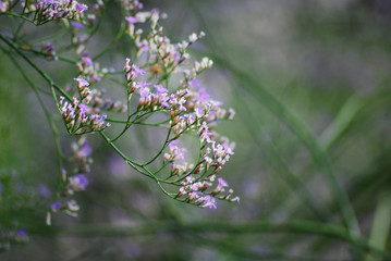 fioletowe kwiatuszki