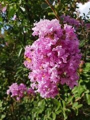 Obraz premium pink flower in garden