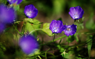 fioletowe kwiaty © MAYAVADA