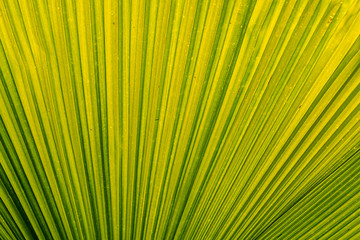 Fototapeta premium Palmblattstrukturen als grafisches Element / Hintergrund