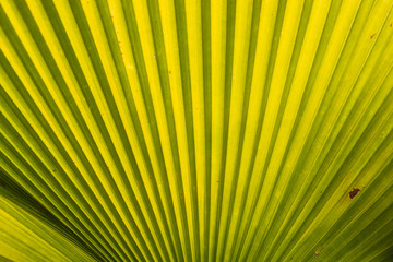 Grafische Struktur eines Palmblatt / Hintergrund