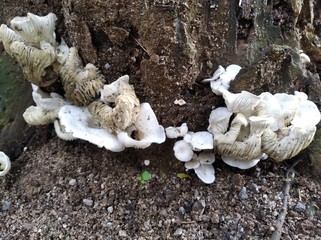 mushrooms on the ground