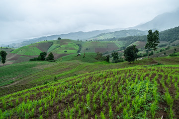 Rice fields of hill tribes in northern Thailand during the rainy season