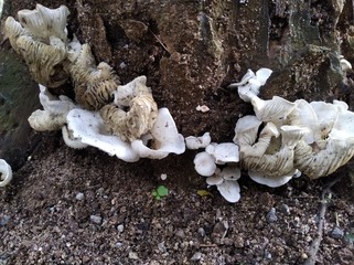 mushrooms on the tree