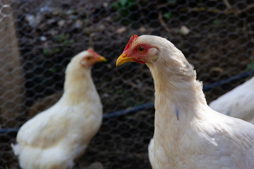 Hen in biofarm. Close up of chicken with blurry background, low angle