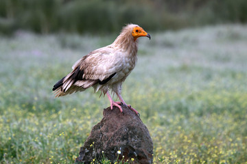 Egyptian vulture photographed with the first morning lights
