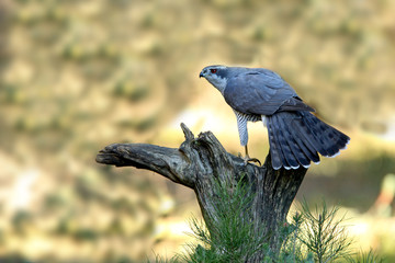 Adult male of Northern goshawk photographed with the last lights of the afternoon, Accipiter...