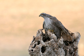 Northern goshawk with the last lights of the afternoon, Accipiter gentilis
