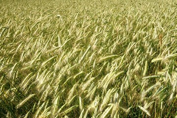 Background of cereal field, close up of cereal field. Tritikale cereal field in summer. Wheat and Rye field in Latvia