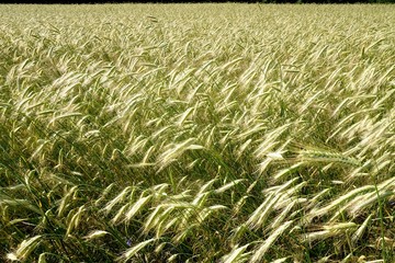 Background of cereal field, close up of cereal field. Tritikale cereal field in summer. Wheat and Rye field in Latvia