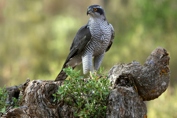 Adult male of Northern goshawk photographed with the last lights of the afternoon, Accipiter gentilis