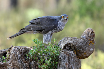 Three-year-old Northern Goshawk male on a branch early in the day in a cleared area of a pine forest, Accipiter gentilis, falcon, birds