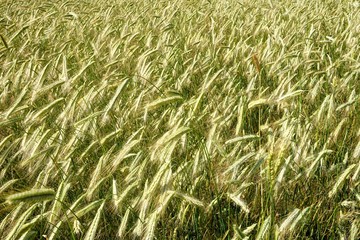 Background of cereal field, close up of cereal field. Tritikale cereal field in summer. Wheat and Rye field in Latvia