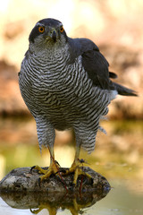 Northern goshawk with the last lights of the afternoon, Accipiter gentilis