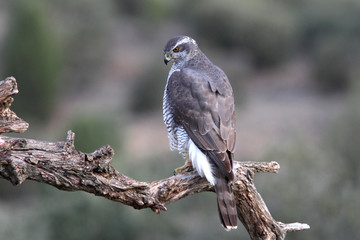 Adult male of Northern goshawk photographed with the last lights of the afternoon, Accipiter gentilis