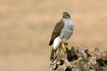 Adult male of Northern goshawk photographed with the last lights of the afternoon, Accipiter gentilis