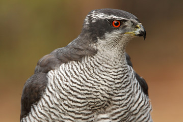 Adult male of Northern goshawk, hawk, goshawk, birds, falcons, Accipiter gentilis